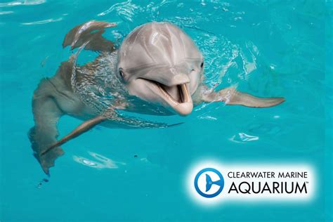 Ultimate Family Guide to Clearwater Marine Aquarium - The Adventure Family