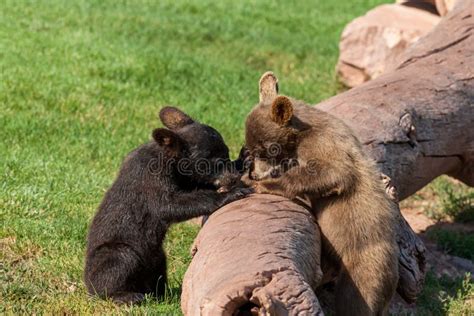 Playing Baby Bears stock image. Image of hills, baby - 168261273