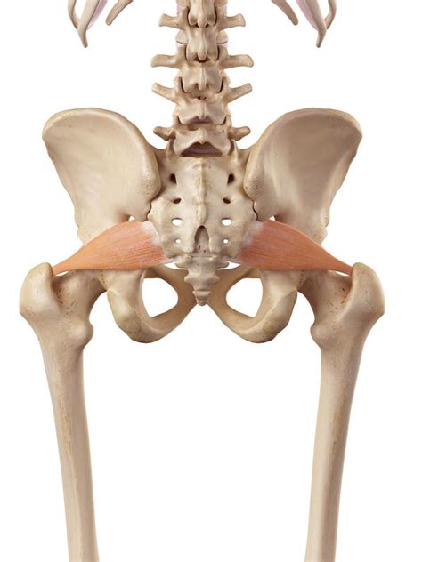 Sciatica & Piriformis Syndrome: Address the Underlying Cause