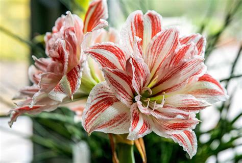 What to Do with Amaryllis After It Blooms