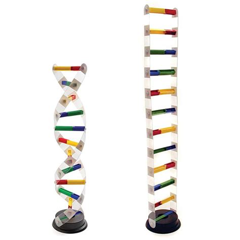 DNA Model Kit | Educational Innovations