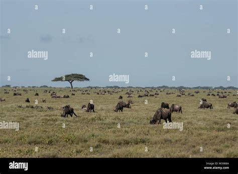 Wildebeest migration serengeti hi-res stock photography and images - Alamy