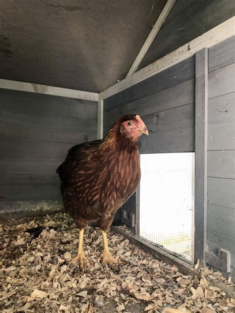 Choosing the Best Chicken Coop Size for Your Flock - Backyard Poultry