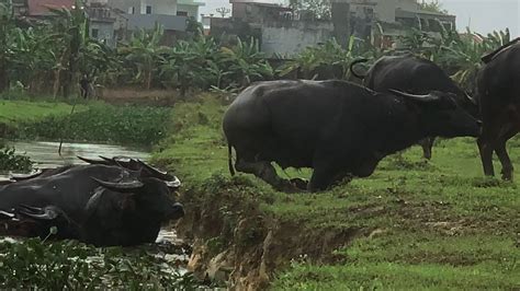 Wonderful Water Buffalo Farming | Amazing Buffalo Dairy Farm Modern ...