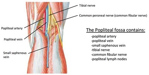 popliteal fossa - Google Search | Palpations | Pinterest