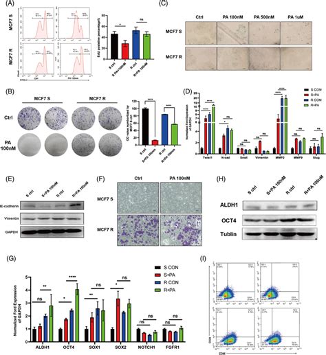 MCF‐7/R cell exhibits a more aggressive phenotype compared to normal ...