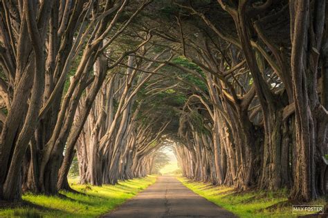 10 Breathtaking Tree Tunnels Around the World | Max Foster Photography