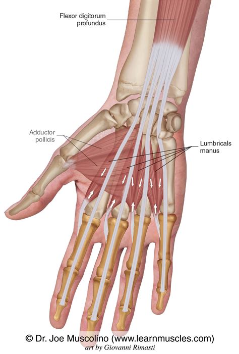 Lumbricals Manus - Learn Muscles