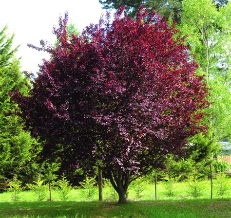 Prunus Cerasifera 'Nigra' Semi Advanced (Common Name - Flowering Plum) 305mm Pot - Dawsons ...