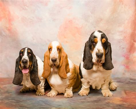 European Basset Hounds - Basset Hound Puppies