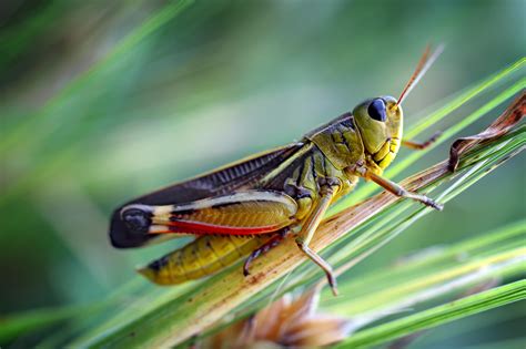 Why Taller Grass Can Be Bad News For Grasshoppers | KUNC