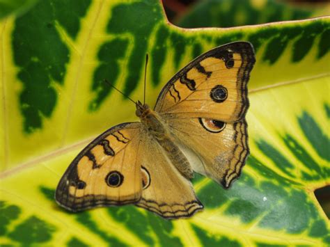 Precis almana in the Christina Reiman Butterfly Wing at Reiman Gardens - Photostream - Iowa ...