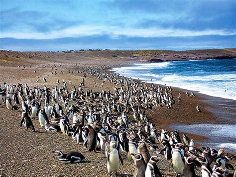 Magellanic Penguins | June Keyes Penguin Habitat | Aquarium of the Pacific