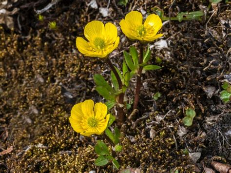 Ranunculus Bulbs: Growing Ranunculus Flowers In The Garden | Gardening Know How