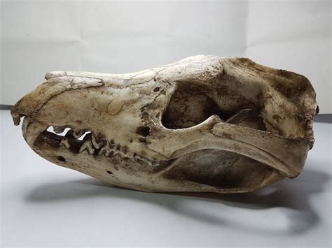 Ex-London Zoo adult male Tasmanian Tiger cast skull - Thylacinus cynocephalus - 26cm x 14cm ...