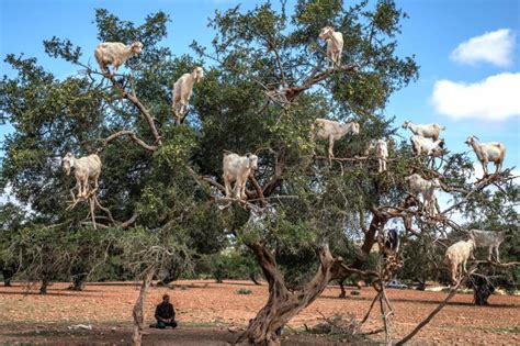 Reasons Why Goats Climb Trees - Some Are Surprising! - All About Pets