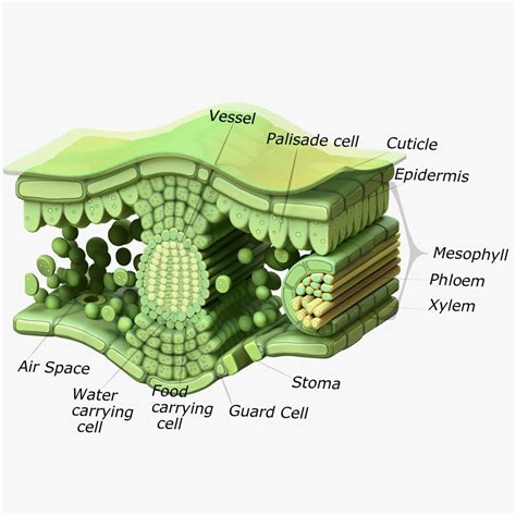 3D Model Leaf Cross Section Anatomy - TurboSquid 2054070