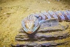 13 Blue Tongue Skink Morphs You're Going To Love - SnakeTracks.com