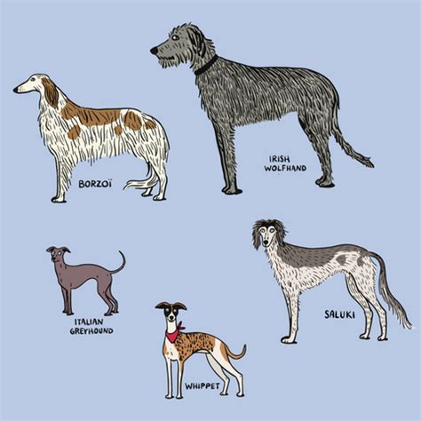 Sighthound Breed Guide