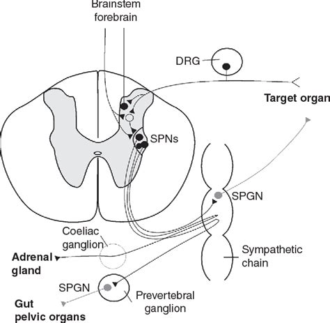 Figure 1 from Sympathetic preganglionic neurons: properties and inputs. | Semantic Scholar