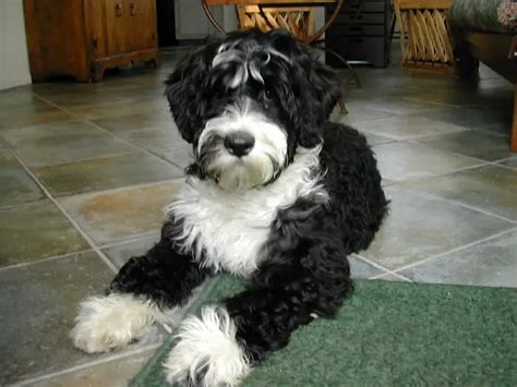 Portuguese Water dog puppies for sale