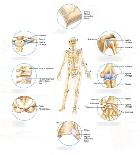 40 Most Popular A Gomphosis Is Which Type Of Joint Quizlet - insectza