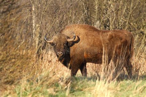 European bison stock photo. Image of cattle, dangerous - 40511640