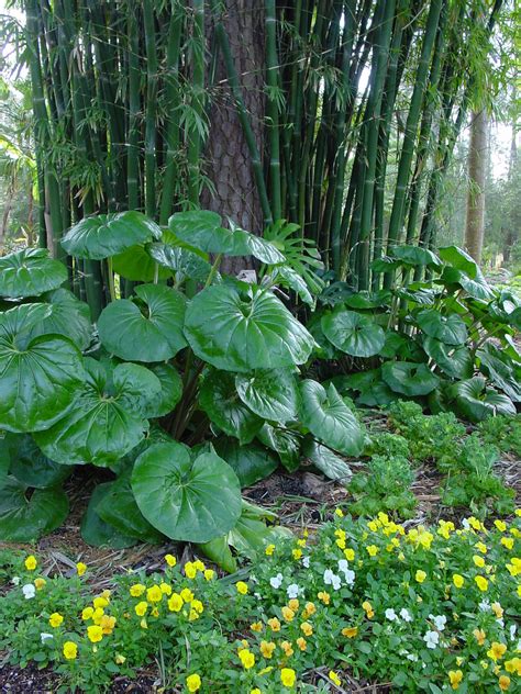 Photo #23646 | Farfugium japonicum var. giganteum | plant lust