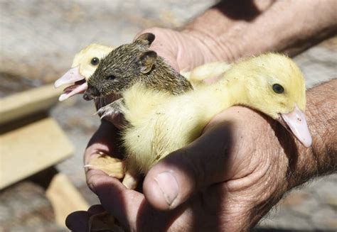 Bandi the cute bandicoot still healthy | Mandurah Mail | Mandurah, WA