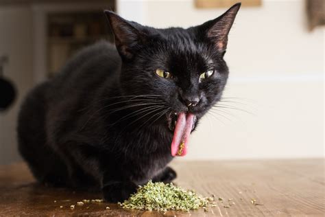 Pet Photographer Captures Cats Going Crazy for Catnip