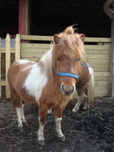 Hectichousehold: Our cute miniature horses