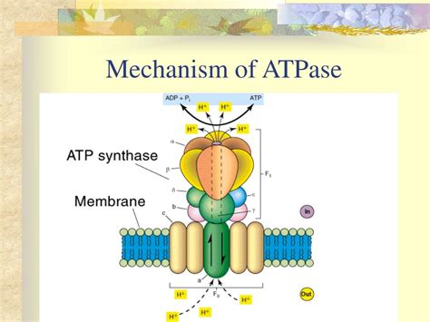 PPT - Bacterial Metabolism PowerPoint Presentation, free download - ID ...