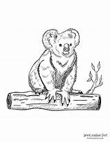 Free Printable Koala Coloring Pages At Tanenochblog Blog sketch template