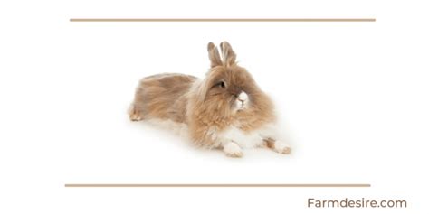 9 Fluffy Rabbit Breeds (With Pictures) | Farming Base