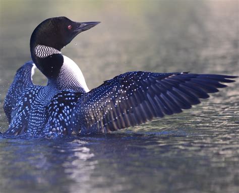 Common Loon Plumage and Appearance – Loon Preservation Committee