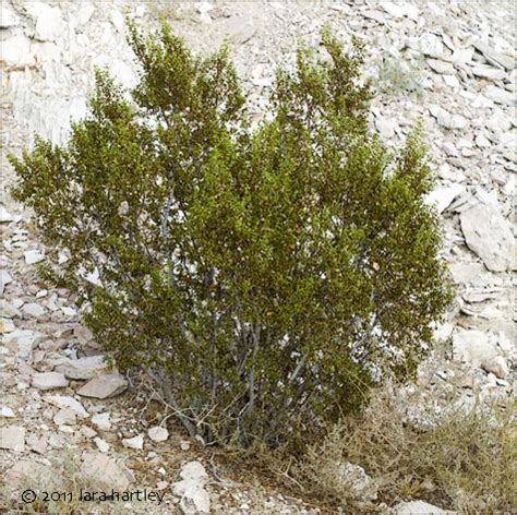 Creosote Bush, Larrea tridentata - DesertUSA