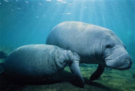 10 Katotohanan na Dapat Matutunan Tungkol sa Manatees