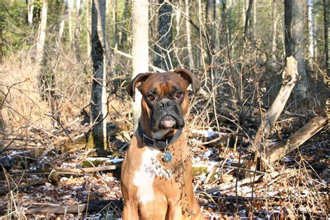 Free photo: Dog, Boxer, Sitting, Woods, Canine - Free Image on Pixabay ...