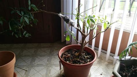 Schefflera‌ ‌propagation‌: Different methods & steps to regrow your ...