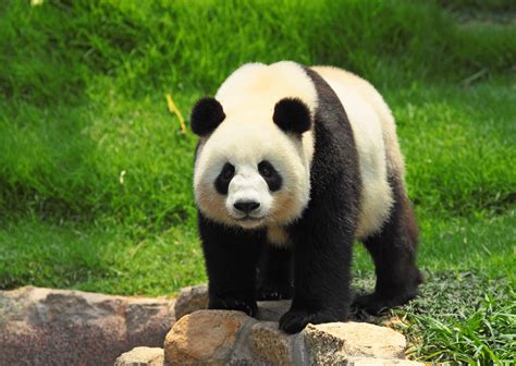 National Panda Day (March 16th) | Days Of The Year