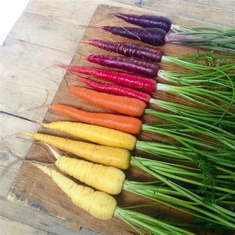 Carrot Seeds - Rainbow Mix - Vegetable Seeds | Suttons