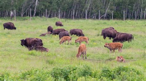 What Is Special About Elk Island National Park? - Getaway Couple