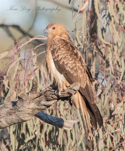 Whistling Kite | BirdForum