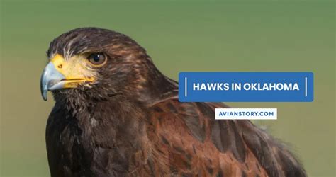 13 Types Of Hawks In Oklahoma (With Pictures)