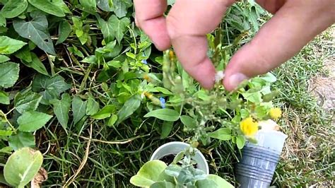 How to Harvest - Lettuce Seed - YouTube