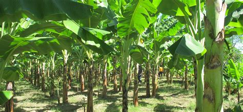 How To Start Plantain And Banana Farming In Nigeria (Detail Guide)