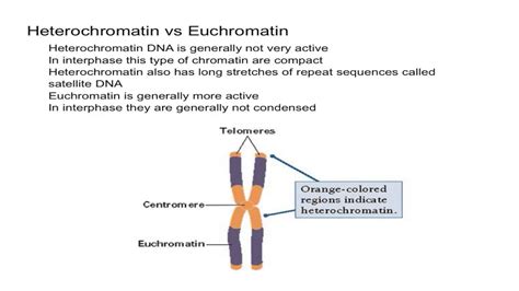 Heterochromatin