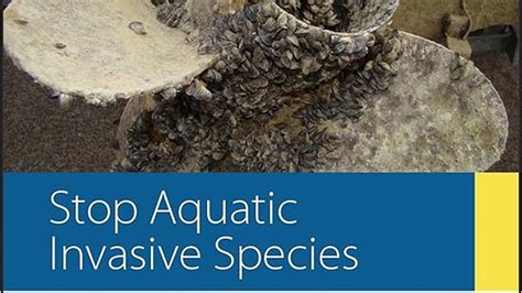 Aquatic Invasive Species Awareness Week Is May 24 To 30 | paNOW