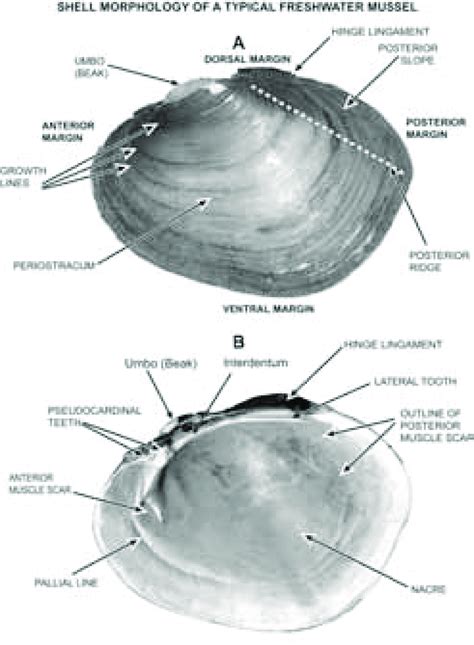 Freshwater Mussel Anatomy