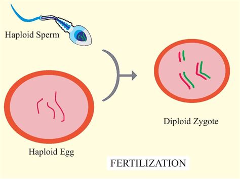 Describe the process of fertilization in humans.